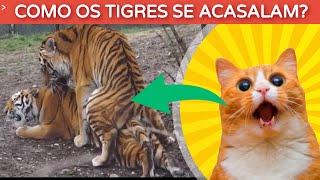 O que acontece durante o acasalamento dos Tigres [upl. by Boswall239]