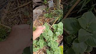 TROPICAL NonItalian Oregano for Florida Zone 11  Part 2 [upl. by Relyuc]