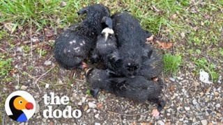 Woman Saves Six Dumped Shivering Puppies  The Dodo [upl. by Fosdick]