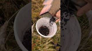 Berry picking tools harvesting blueberry wildberry [upl. by Irtimid605]