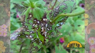 What is this on my zinnia leaves [upl. by Anaic]