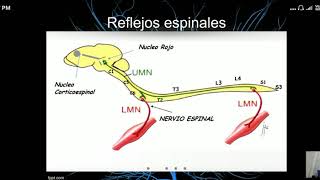 2da parte SemiologíaNeurológica Semiología y patología animal [upl. by Aneet123]