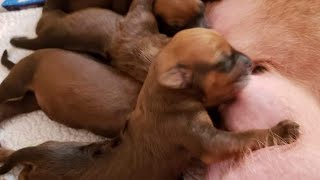 RHODESIAN RIDGEBACK PUPPIES [upl. by Zurn563]