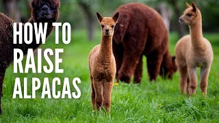 Raising Alpacas A Short Guide on How You Can Take Care of Them [upl. by Araz]