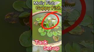 কম খরচে গাপ্পি মলি মাছের ট্যাংক তৈরি করলাম  Guppy Molly Fish Tank Setup At Low Cost  fishvideo [upl. by Griffiths]