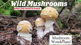 Wild Mushrooms What You Need To Know [upl. by Phare328]