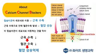 고혈압치료제칼슘길항제주화이트생명과학 [upl. by Lleral]