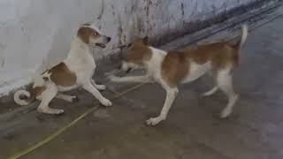 these dogs are very excited in breeding season they are Inhurry for mating streetdogsofindia [upl. by Reste]