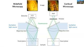 KR Webinar  In Vivo Multiphoton Imaging of Immune Cell Dynamics in Lymph Nodes [upl. by Elleynod]