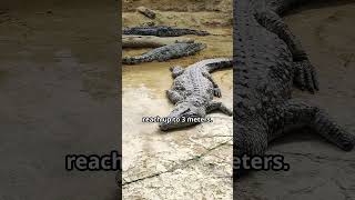 Meet the Largest Reptile on Earth Saltwater Crocodile Facts You Didn’t Know [upl. by Catriona]