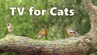 Cat TV Adventure  Videos for Cats to Watch ⭐ 8 HOURS ⭐ [upl. by Shlomo357]