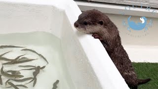 Otters Reaction to Seeing Live Fish for the First Time [upl. by Marzi]