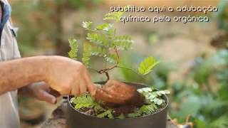 Pau Brasil  caesalpinia echinata vídeo 4 segunda aramação [upl. by Tikna]