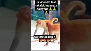 ye kya kar rha h mandar 😍😍mankey shortvideo funny comedy comedyfilms duet funnycomedy facts [upl. by Barby786]