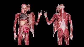 How Are Human Body Parts Permanently Preserved [upl. by Nnayd]