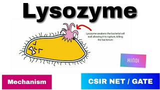 Lysozyme enzyme in Hindi  History Mode of action amp Mechanism [upl. by Nuahsal102]