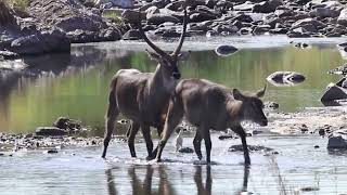 Unlocking the Secrets of African Waterbuck Habits 🌍 AfricanWaterbuck WildlifeHabits [upl. by Maryellen741]