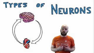 Types of Neurons  Structural and Functional Classes [upl. by Lledrac]