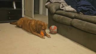 Nooking A Sassy Story redfox labradorretriever labrador blacklabs [upl. by Leuqer827]