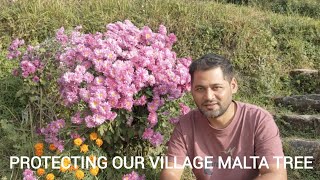 Protecting Our Village Malta Tree from Birds and Monkeys with a Net 🍊🐦🐒 MaltaTree VillageLife [upl. by Apple]