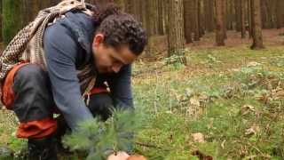 SUPERVIVENCIA Y BUSHCRAFT RECOLECTANDO HONGOS O SETAS [upl. by Modnarb]