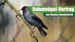 Rabenvögel  Vortrag von Markus Hundsdorfer ArtenFinder Entdeckerkalender [upl. by Aitekram]