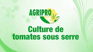 Culture de tomates sous serre ©AGRIPRO AFRICA [upl. by Parthinia893]