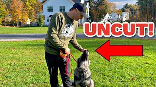 How to train a German Shepherd Puppy Obedience No Editing [upl. by Assenov]