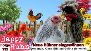 E132 Neue Hühner eingewöhnen bei HAPPY HUHN  Der Happy Hühnergarten entsteht TEIL 6 Orloff Hühner [upl. by Brinkema716]