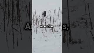 Colonial America Survival amp Transformation ColonialAmerica HistoryShorts AmericanHistory [upl. by Neeoma349]