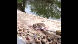 Beheaded Rattlesnake Still Bites [upl. by Blessington]