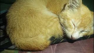 The orange cat sleeps soundly [upl. by O'Toole768]