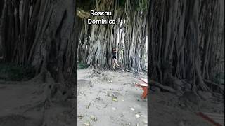 roseau Dominica travel [upl. by Hiasi]