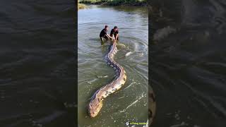 We caught a python with a belly full of big fish [upl. by Adnema]