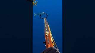 Yellowtail sashimiSpearfishingspearfishing spearfish diving yellowtail foryou fy riffe￼￼ [upl. by Nekcarb]