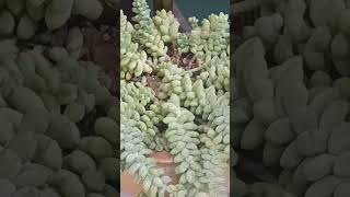 BURROS TAIL princesschatv714 [upl. by Blatman]