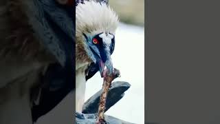 vulture  Bone eater bird birds nature viralshort wildlife unfreezemychannel birdslife [upl. by Eerazed]