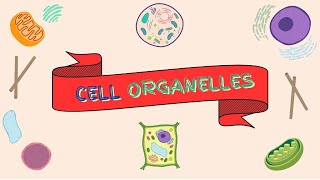 Cell Organelles amp Functions  Lets Talk Bio [upl. by Rolfe]