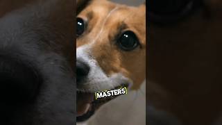 Cats vs Dogs Whos the Real Boss shorts [upl. by Nosredneh]