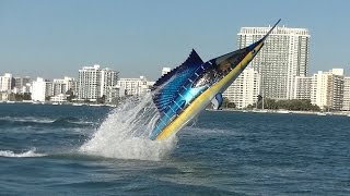 Seabreacher Sailfish hits Miami [upl. by Noxaj]