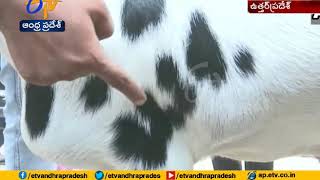 Goat with Allah written on it goes on sale for Rs 8 lakh ahead of BakrId [upl. by Eerolam834]