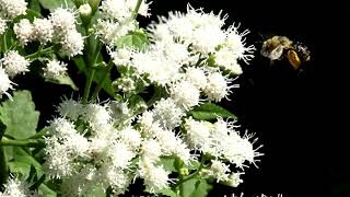 Flowering Plant Video Library Boneset Eupatorium perfoliatum [upl. by Thordis]