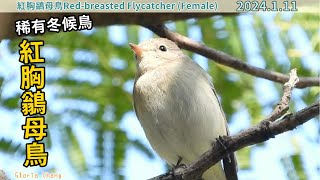 20240111 稀有冬候鳥——紅胸鶲母鳥／Redbreasted Flycatcher Female [upl. by Anais]