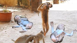 Susan monkey catches baby and runs away from mother Rany [upl. by Marion666]