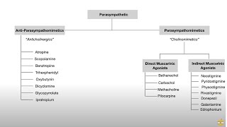 Autonomic Nervous System Pharmacology Receptors and Physiology [upl. by Larissa]