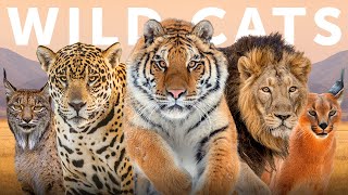 All 40 Species of Wild Cat Organised by Lineage [upl. by Eliath]