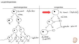 La gamétogenèse [upl. by Ahsoek654]