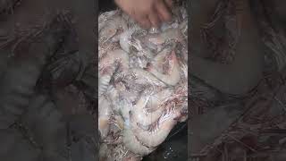 shrimps fishery fish seafood food [upl. by Annahavas]