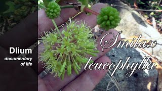 White dotted greenbrier Smilax leucophylla  part 2 [upl. by Amaso]