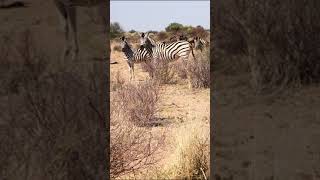 Beautiful Zebras running in the middle of kalahari desert in South Africa wildlife nature zebra [upl. by Anailuy77]